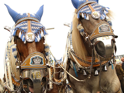 Hofbräu - Pferde einer traditionellen Bierkutsche auf dem Oktoberfest - Wiesnhandi